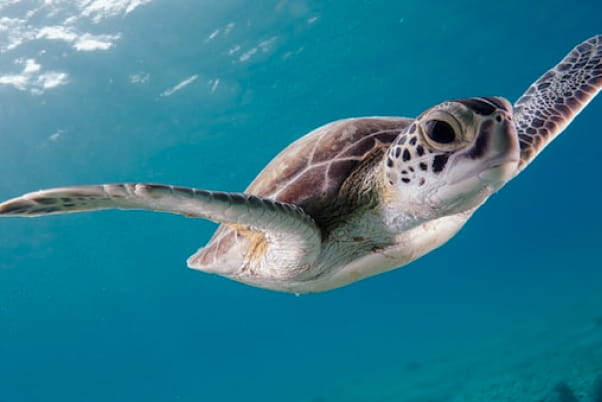 緑の海を腕を広げて泳ぐウミガメ