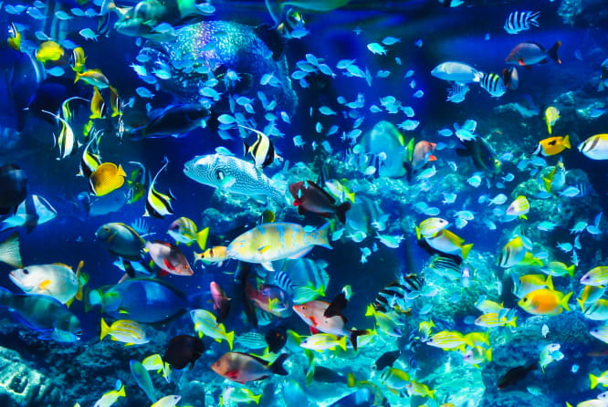 透き通る海の中にいる鮮やかな魚たち