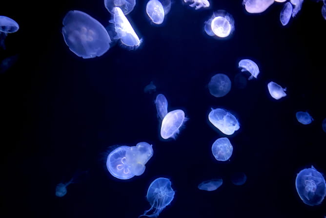 深海にいるクラゲたち