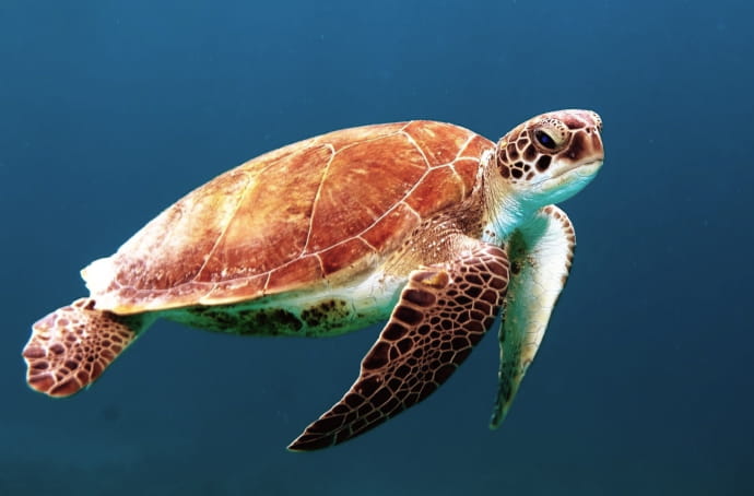 深海にいる生物