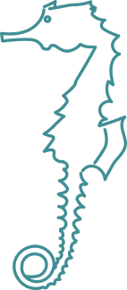 タツノオトシゴ