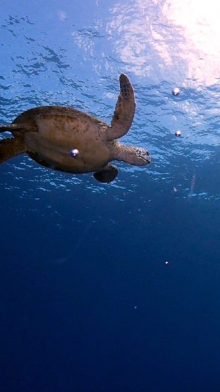 海中を泳ぐ2人のダイバーと海亀